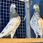 جوز تيدي شرط