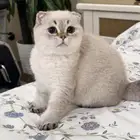 سكوتش فولد هملايا -ذكر