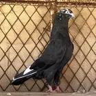 جوز رامبوري