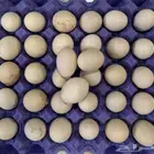 بيض فيومي العدد 33