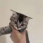 قطة أنثى سكوتش للبيع