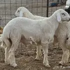 طلي حري فحل