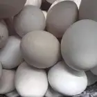 بيض بلدي طازج تجميع يومي