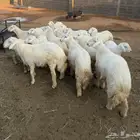 غنم للبيع ( طليان)