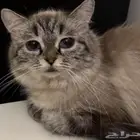 قطه أنثى لتبني