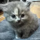 قطط كيتن شيرازي للبيع