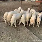 طليان للبيع