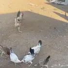 5 دجاج العمر 3 شهور