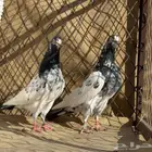 طبات تيدي 128