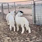 العدد سبعه خرفان خمسه ورخلين مغلقات شحم يوجد تفريد