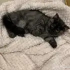 قطة