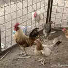 دجاج للبيت