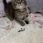 قطط للتبني