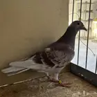 أنثى زاجل سباق ( تم البيع )