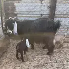 معزا عوارض متابيع