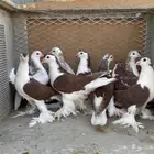 حمام شيرازي للبيع
