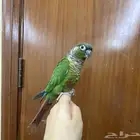 كنيور قرين شك اليف مره هدد نشبه