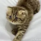 قط سكوتش أصيل - ذكر