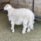 خروف حري جذع