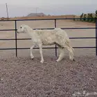 شاه حريه