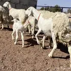 حريات صنف منوة ألقاني(تم البيع)