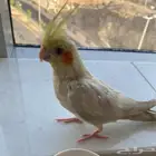 طائر عصفور كروان مفقود من يجده له مكافأه ماليه مرضيه