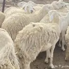 حريات متابيع حرش