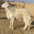 طلي صنف الصنف