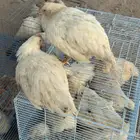 دجاج لوهمان