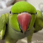 ببغاء دره هندي متكلم   تم البيع