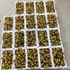 رطب برني مناصيف