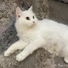 قطوه شيرازي مع عيالها تبني