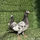 طبة تيدي بيور