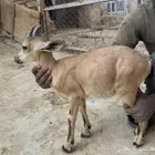 هجين ولد وعل