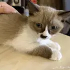 قطط شيرازي