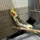 كروان على 170 لصامل
