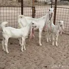 عنز معها اثنين وبهم للبيع