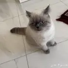 قطه همالايا بيور انثى