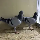طبه زاجل مميزه بشهادات
