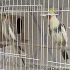 جوز كروان