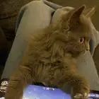 قط سكوتش للبيع