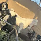 تيس ابيض ابرص لأهل الصنف