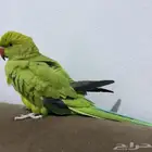 بغبغاء درة اليف ذكر وأنثى