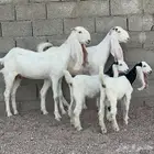 معزا هولنديه ولد