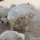 خروف