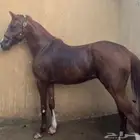 حصان عربي اصيل