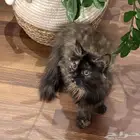 ثلاثة كيتن للتبني