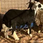 نجدي مغلق وكفو