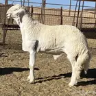 مشاريع فحول ضغط عالي من حلال الصياد