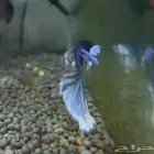 فايتر اذن الفيل